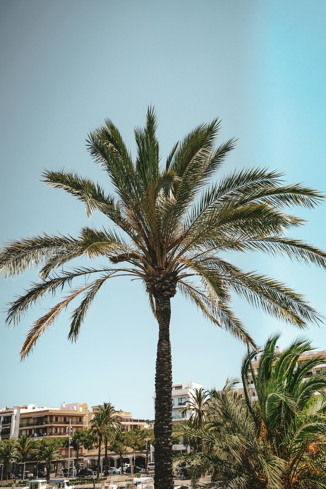 Alcudia Image
