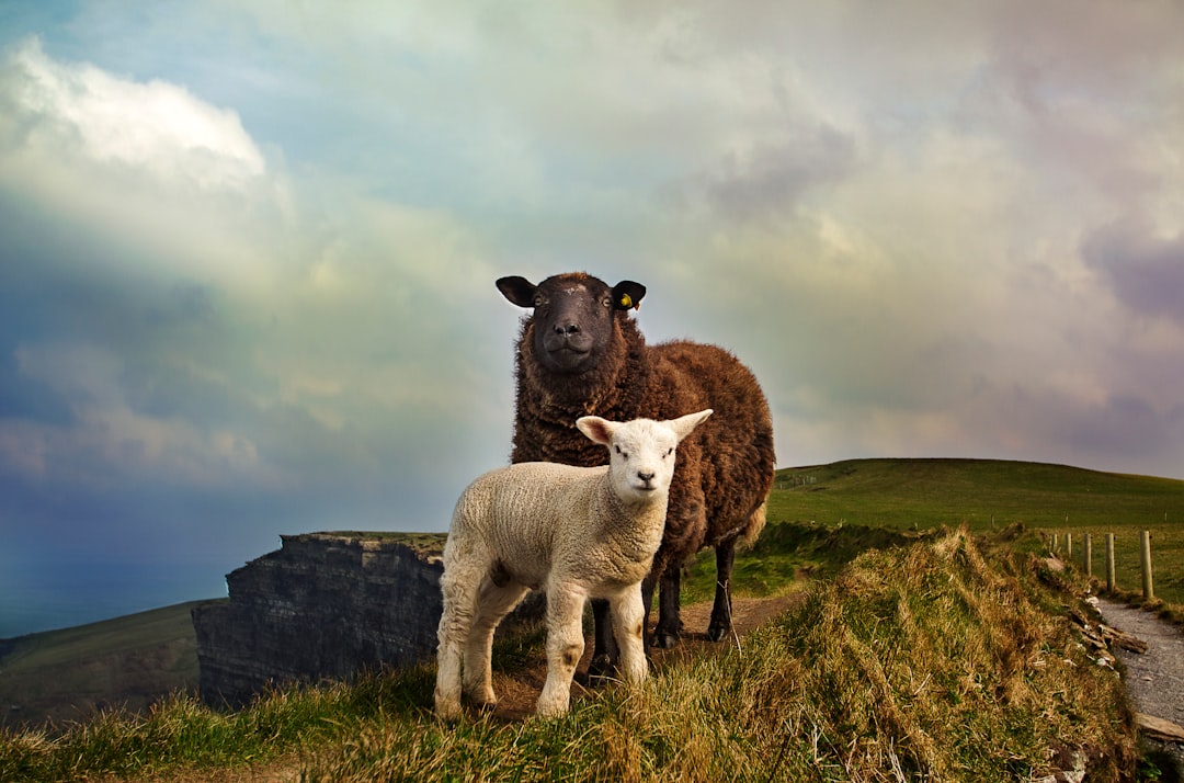 Glengariff Image