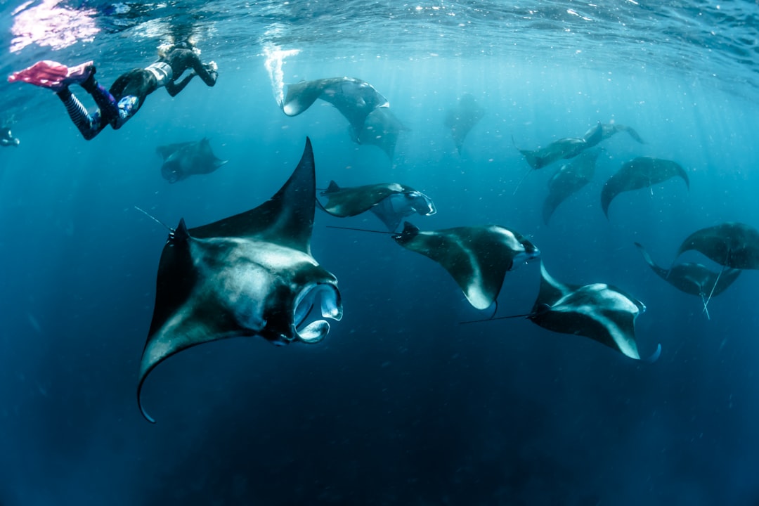 Manta Image
